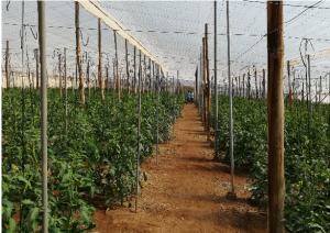 LIFE Agremso3il - Tomato crop in cultivation phase