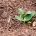Soil Health Initiative – protecting, sustainably managing and restoring EU soils