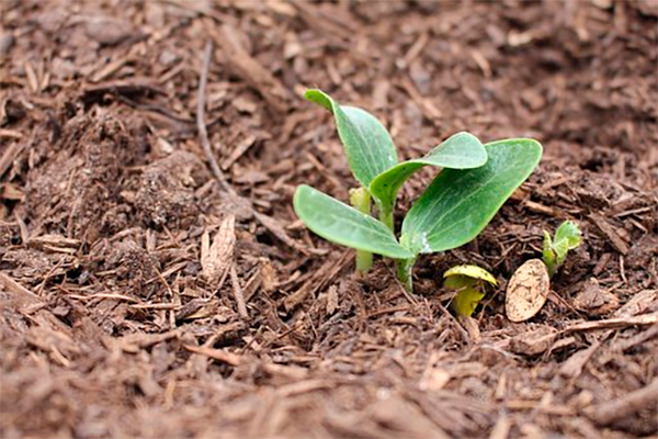 Soil Health Initiative – protecting, sustainably managing and restoring EU soils