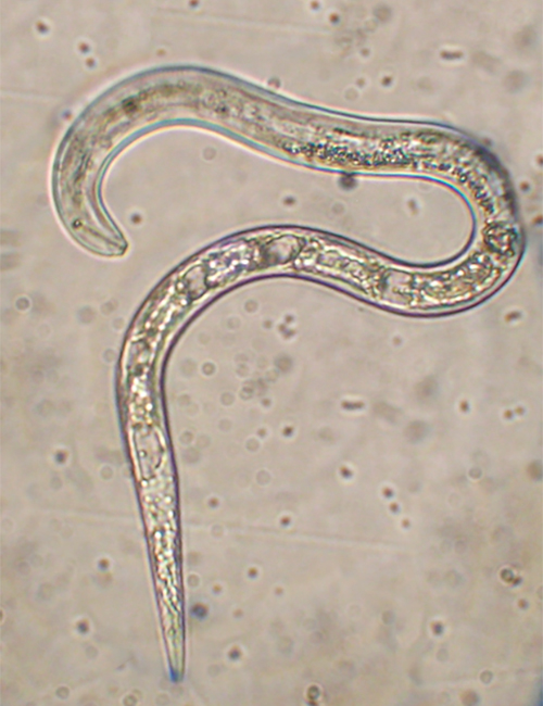 Influence on the nematode population in soil